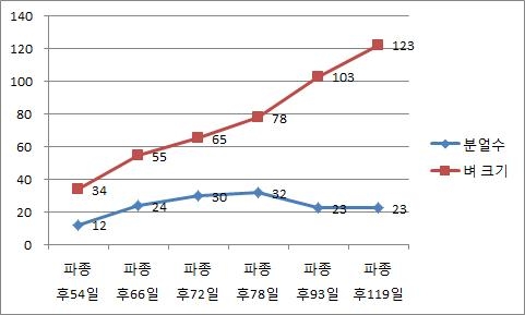 분얼수 및 벼크기 변화(관행 4번 시험포, 야마다니시키벼)