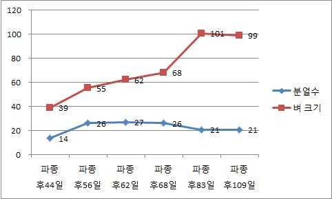 분얼수 및 벼크기 변화(SRI 1번시험포, 오대벼)