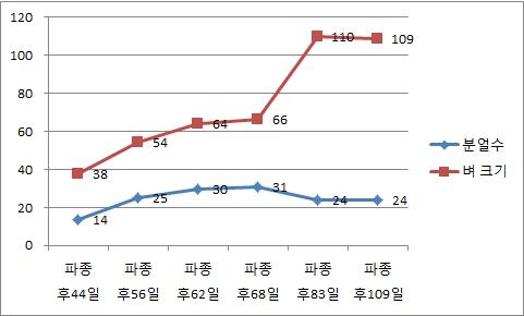 분얼수 및 벼크기 변화(SRI 3 시험포, 오대벼)