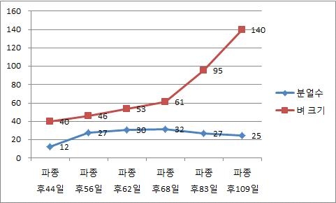 분얼수 및 벼크기 변화(SRI 2 시험포, 야마다니시키벼)