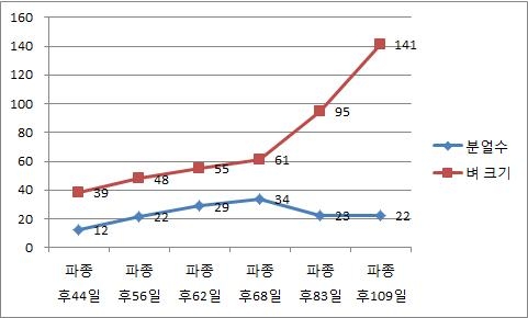 분얼수 및 벼크기 변화(SRI 4시험포, 야마다니시키벼)