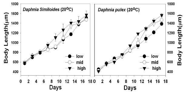 후보 천적생물(Daphnia) 2종의 먹이농도(low: 3.3 × 105 cells/㎖, mid: 6.6 × 105 cells/㎖, high: 2.0 × 106 cells/㎖)에 따른 성장 비교