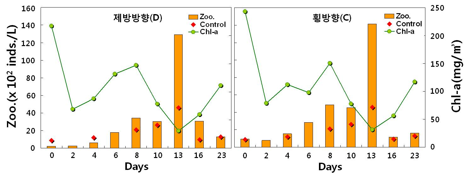 자연분리 천적생물 현장살포에 의한 제방방향(D)과 횡방향(C)의 일별 동물플랑크톤 및 Chl-a 변화(2차 살포)