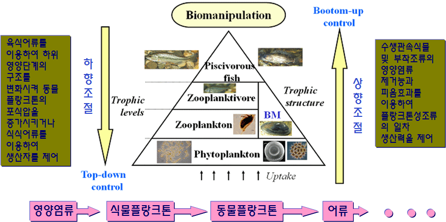 수중생태계의 영양구조와 생물관리의 구분