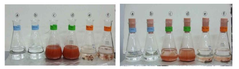 그림 4.13 Red mud의 PO43- 제거 실험 초기상태(왼쪽), 5일후(오른쪽)