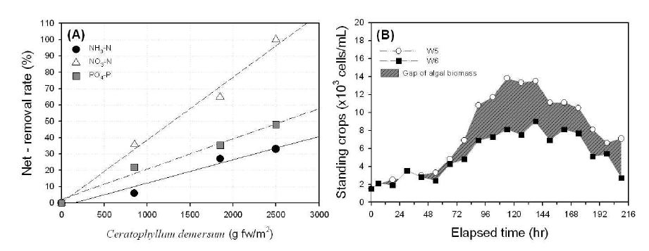그림 4.20 C. demersum의 영양염류의 제거율 및 생체량