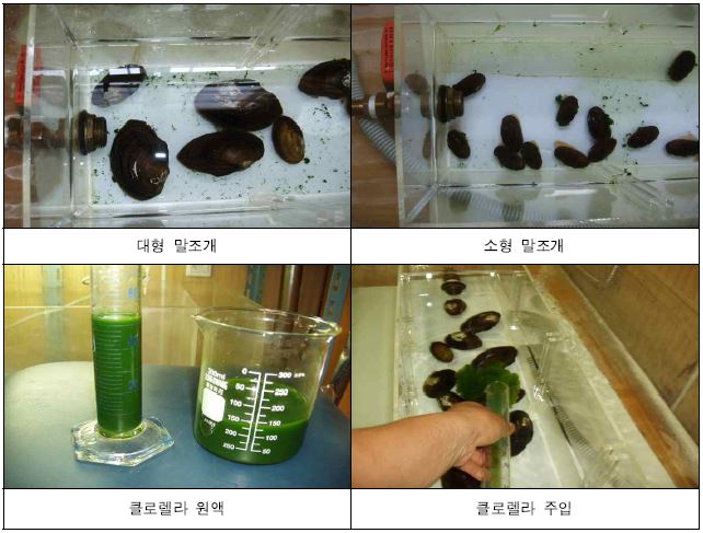 그림 4.22 말조개 실험 장면