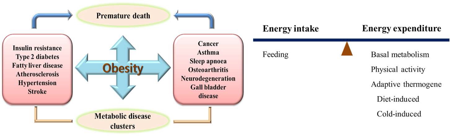 그림 2. 대사성 관련 질병과 에너지 대사량 (자료 : Nutrition Bussiness Journal, 2006