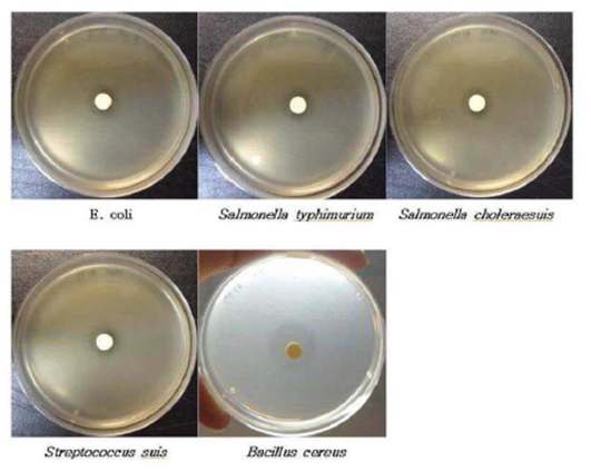 Fig. I-2. Antimicrobial activity of ethanol extract from Curcuma longa