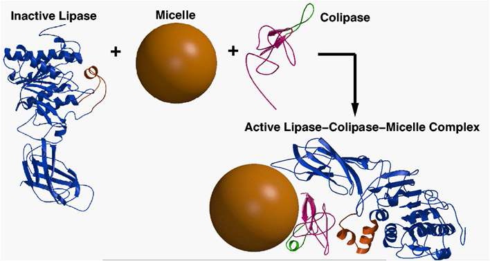 Fig. I-3 Mechanism of pancreatic lipase in human gastrointestinal tract