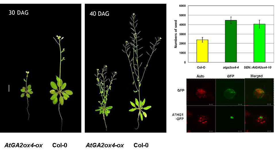 AtGA2ox4의 과발현에 의한 표현형적 특징, 종자 생산량, 그리고 유전자 localization