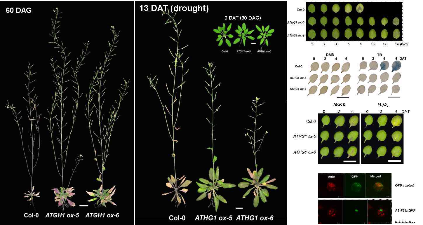 ATHG1의 과발현에 의한 표현형적 특징 및 유전자 localization