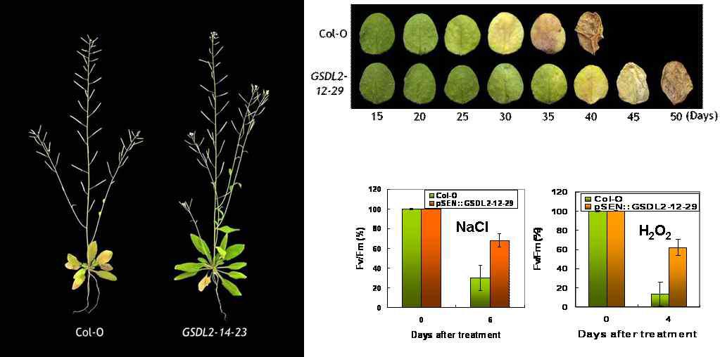 GSDL2의 과발현에 의한 녹기 연장 및 스트레스 저항성에 대한 표현형적 특징