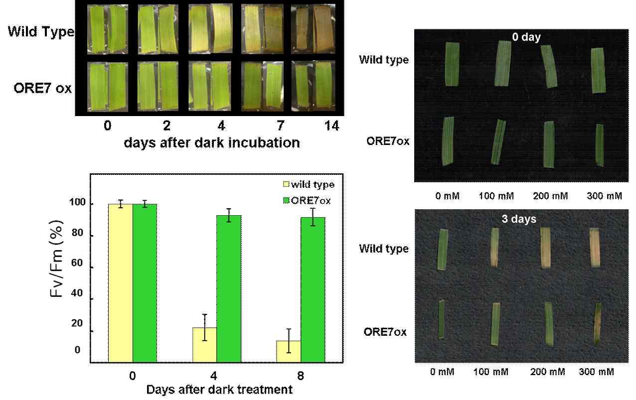 ORE7 유전자가 삽입된 잔디 형질전환체의 녹기연장과 스트레스 저항에 대한 표현형적 특징