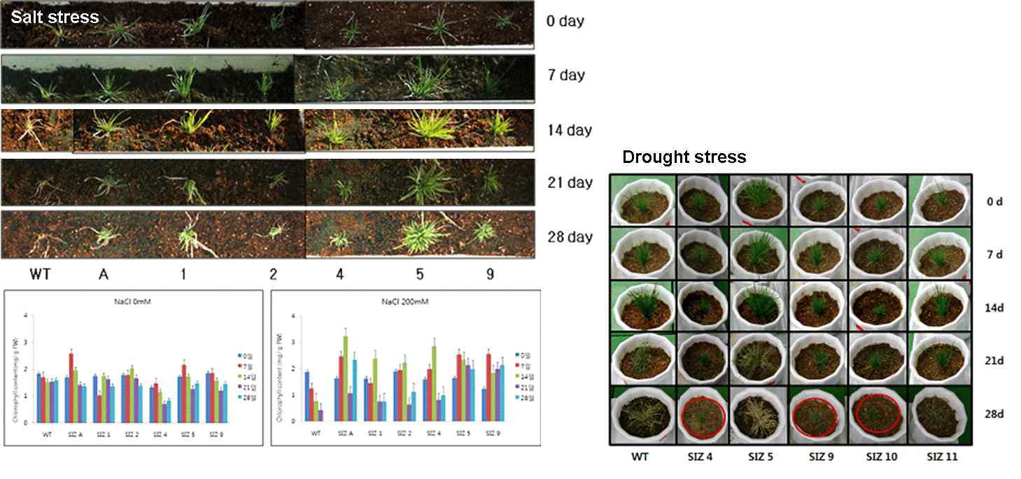 AtSIZ 유전자가 삽입된 잔디 형질전환체의 염 스트레스 및 건조 스트레스 저항에 대한 표현형적