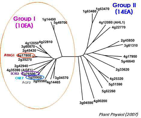 AT-hook domain을 가지는 애기장대 유전자의 phylogenetic tree 분석