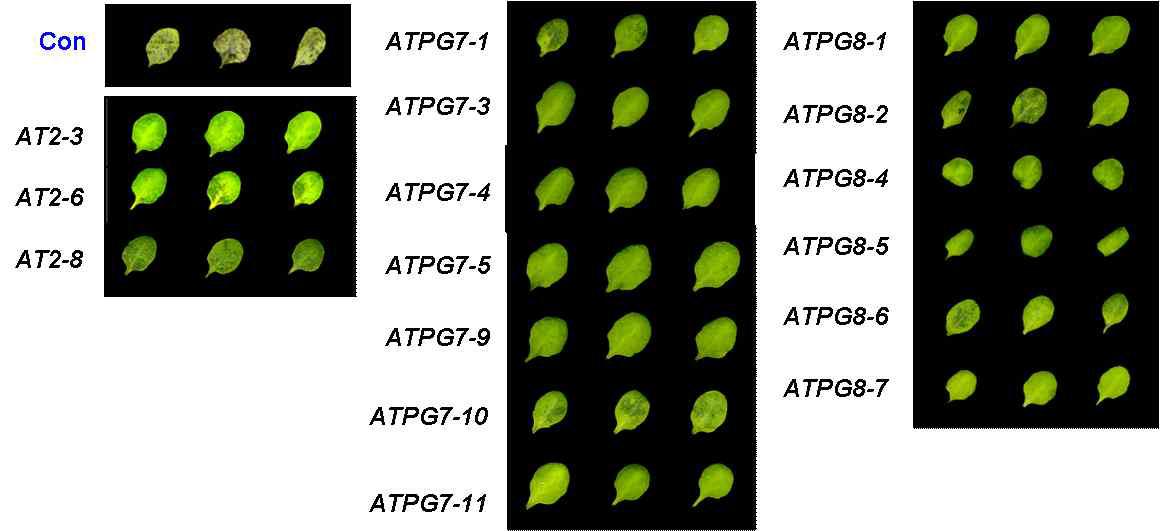 ATPG2, ATPG7 그리고 ATPG8 유전자에 대한 T2 형질전환 라인의 암 처리 후 6일째 잎의 표현