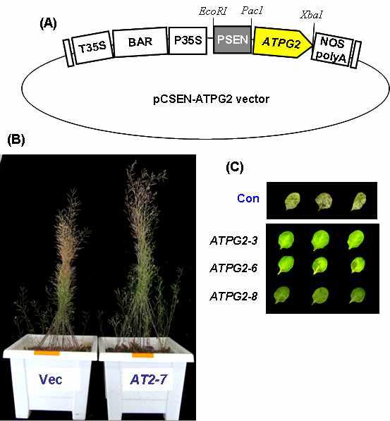 ATPG2 유전자에 대한 형질전환 벡터 모식도(A)와 T1 형질전환체의 발아 후 60일째 표현형적 특징(B), 그리고 T2 형질전환 라인의 암 처리 후 6일째 잎의 표현형적 특징
