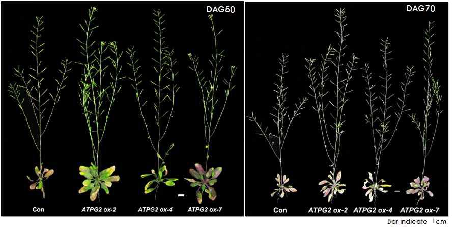 ATPG2 과발현 애기장대 T2 형질전환체의 발아 후 50일, 그리고 70일째 표현형적 특징