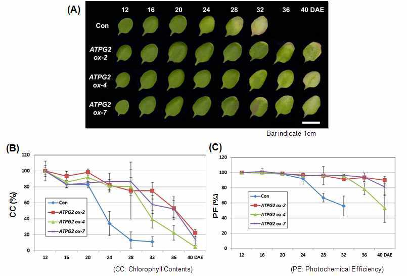 ATPG2 과발현 형질전환체의 나이-의존적 노화에 대한 표현형적 특징(A), 엽록소 함량 (n=6)(B), 그리고 광합성 효율 (n=6)(C)