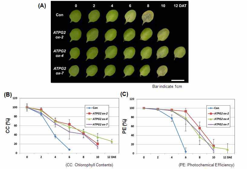 ATPG2 과발현 형질전환체의 암-유도 노화에 대한 표현형적 특징(A), 엽록소 함량 (n=6)(B), 그리고 광합성 효율 (n=6)(C)