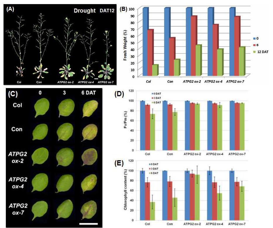 ATPG2 과발현 형질전환체의 건조 스트레스에 대한 표현형적 특징(A)과 잎의 무게 변화, 그리고 H2O2 스트레스에 대한 표현형적 특징(C), 광합성 효율 변화(D), 그리고 엽록소 함량 변화(E)