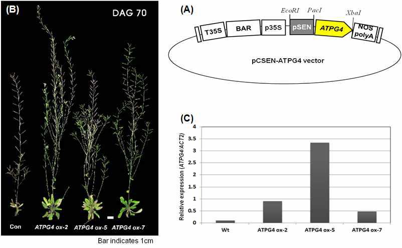 ATPG4 과발현 벡터(A) 및 형질전환체의 표현형적 특징(B), 그리고 유전자 발현, 양성대조구는 ACT(C)