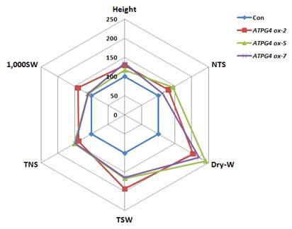 ATPG4 과발현 애기장대 T2 형질전환체의 생산성 증대 지표 분석