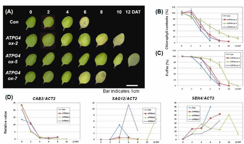 ATPG4 과발현 형질전환체의 나이-의존적 노화에 대한 표현형적 특징(A), 엽록소 함량, n=6(B), 광합성 효율, n=6(C), 그리고 노화 마커 유전자의 발현 양상
