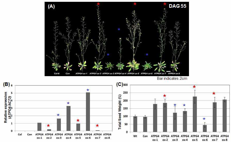 ATPG4 과발현으로 인한 식물 노화 지연과 생산성 증대의 상관관계 분석. ATPG4-과발현 변이체의 표현형적 특징(A), ATPG4 유전자의 발현 양상