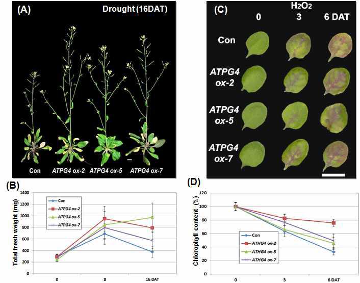 ATPG4 과발현 형질전환체의 건조 스트레스에 대한 표현형적 특징(A)과 잎의 무게 변화 n=6(B), 그리고 H2O2 스트레스에 대한 표현형적 특징(C) 및 광합성 효율 변화