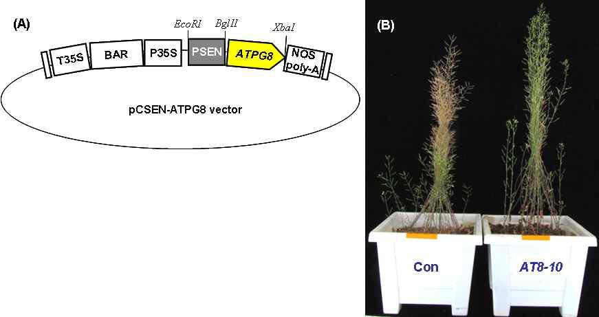 ATPG8 유전자에 대한 형질전환 벡터 모식도(A)와 T1 형질전환체의 발아 후 60일째 표현형적 특징(B)