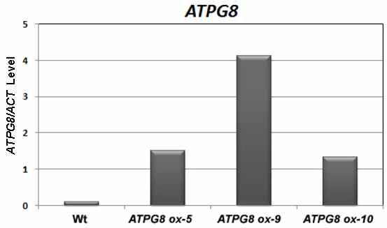 애기장대 야생형과 ATPG8-과발현체의 ATPG8 유전자의 발현 분석