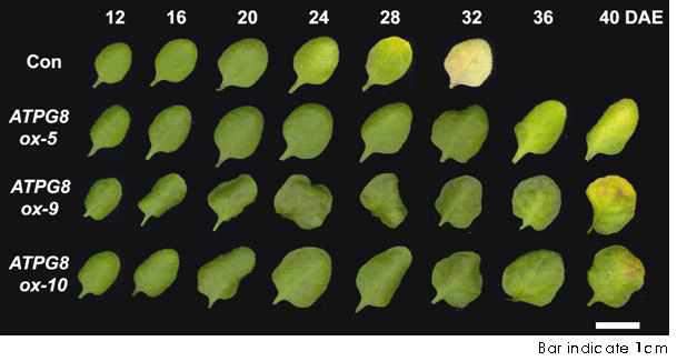 ATPG8 과발현 형질전환체의 나이-의존적 노화에 대한 표현형적 특징
