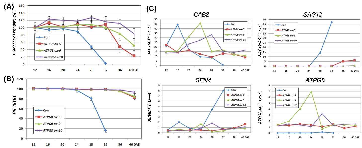 ATPG8 과발현 형질전환체의 나이-의존적 노화에 대한 엽록소 함량 (n=6)(A), 광합성 효율 (n=6)(B), 그리고 ATPG8과 노화 마커 유전자의 발현 양상
