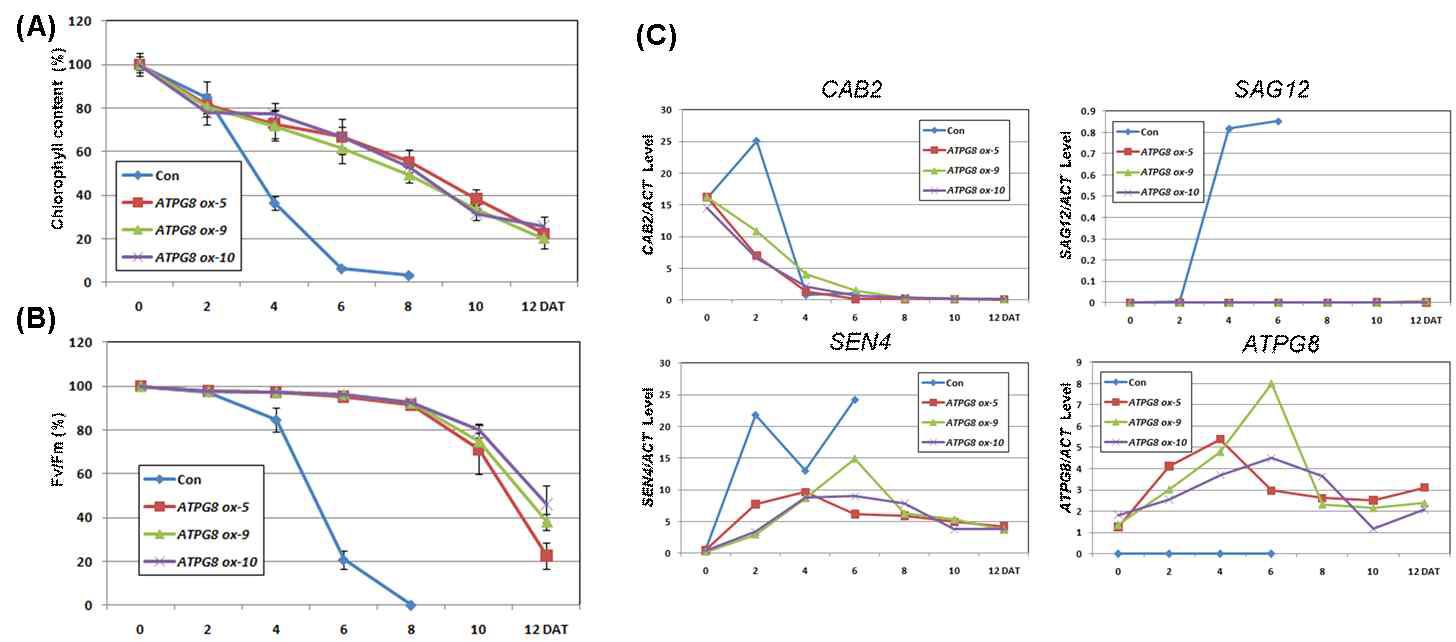 ATPG8 과발현 형질전환체의 암-유도 노화에 대한 엽록소 함량 (n=6)(A), 광합성 효율 (n=6) (B), 그리고 ATPG8과 노화 마커 유전자의 발현 양상