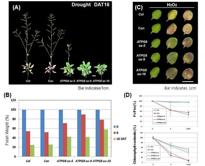 ATPG8 과발현 형질전환체의 건조 스트레스에 대한 표현형적 특징(A)과 잎의 무게 변화 n=6(B), 그리고 H2O2 스트레스에 대한 표현형적 특징(C) 및 엽록소 함량과 광합성 효율 변화,