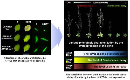 Model for chromatin engineering technology of Genomine