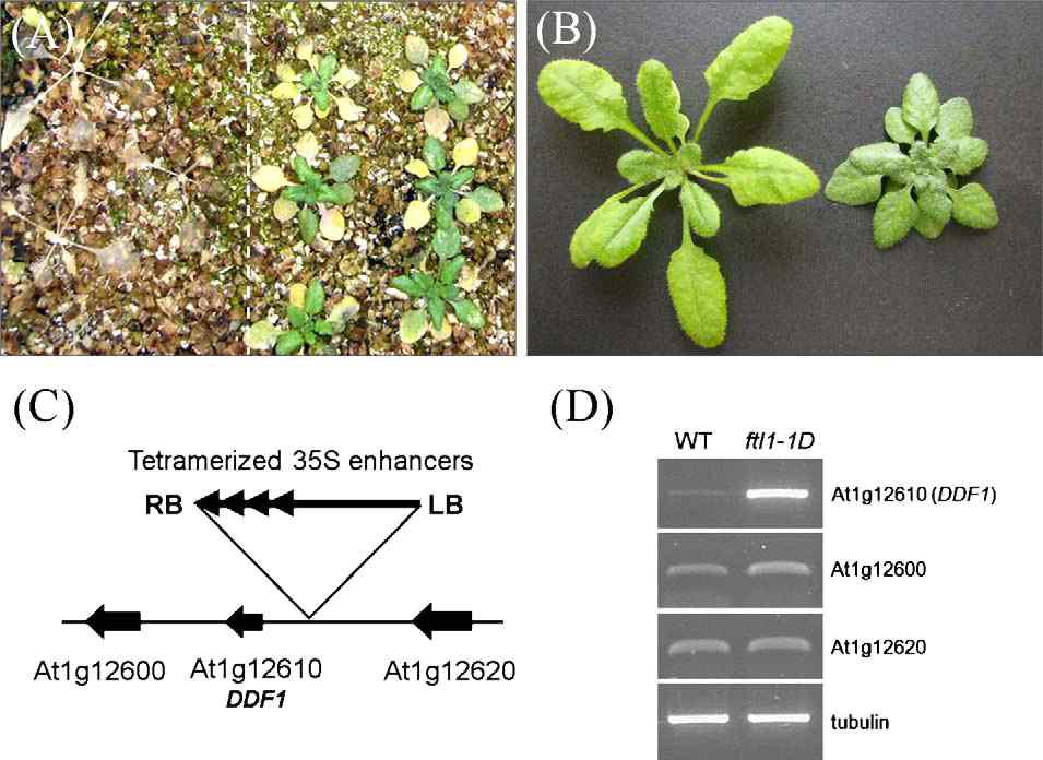 Phenotype and molecular analysis of ftl1-1D mutant