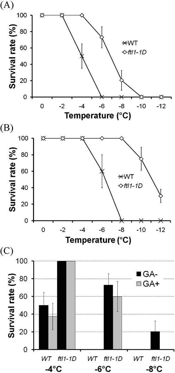 Characterization of freezing-tolerant ftl1-1D/ddf1 plants. (A, B) Survival without (A) or with (B) cold-acclimation at low temperatures