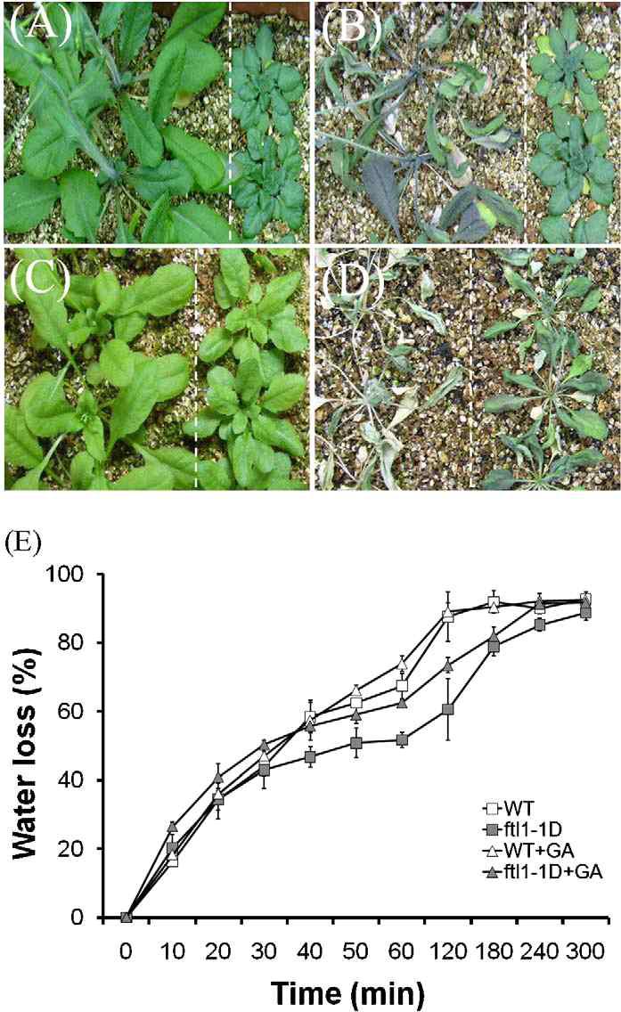 Response of ftl1-1D/ddf1 to drought