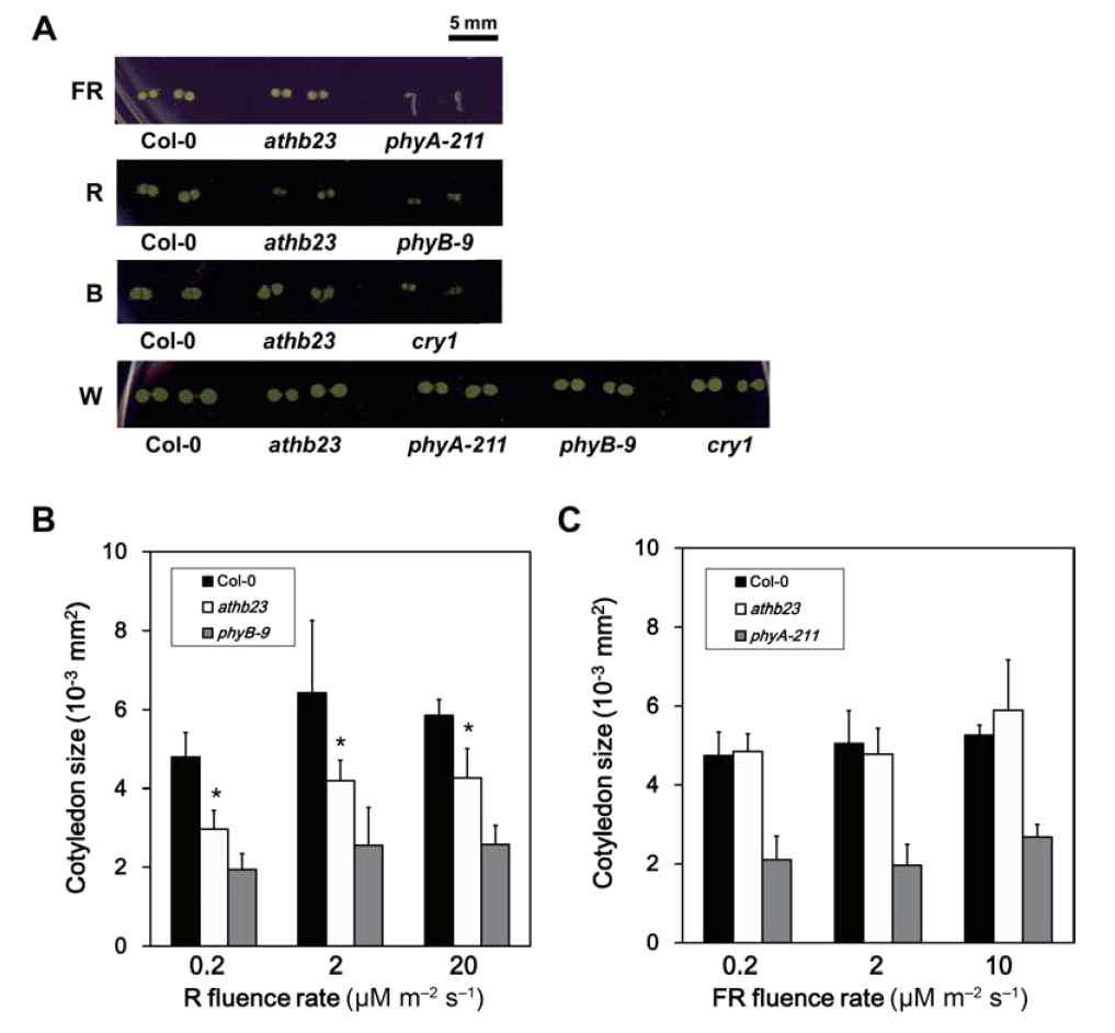 The athb23 mutant is defective in phyB-mediated cotyledon expansion