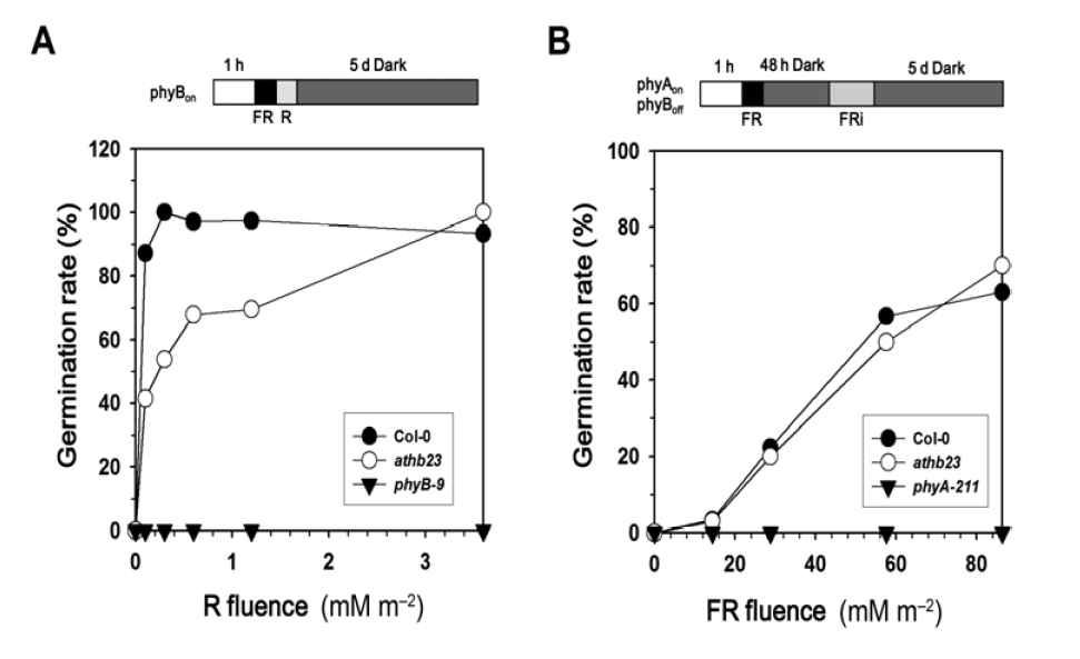 The athb23 mutant is defective in phyB-dependent seed germination