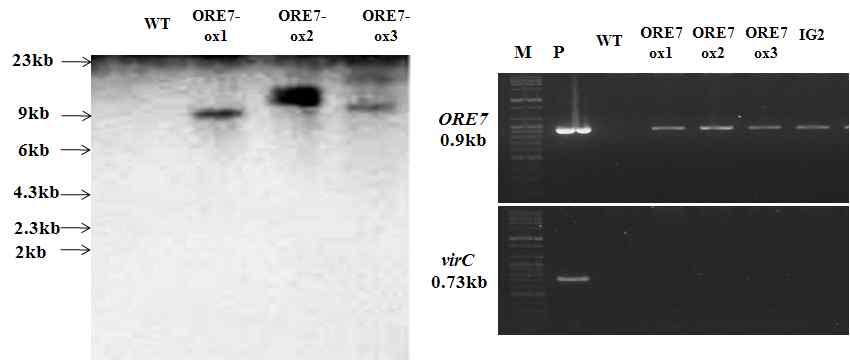 ORE7 유전자가 도입된 형질전환 벤트그라스의 유전자 도입 확인
