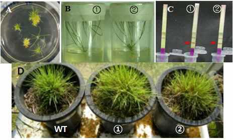 ATHG1 유전자가 도입된 형질전환 크리핑 벤트그라스의 선발 및 유전자 도입 확인