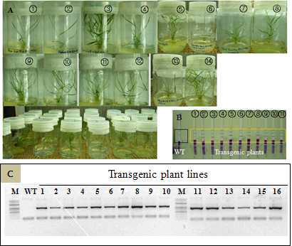 ATHG1 유전자가 도입된 형질전환 들잔디의 선발 및 유전자 도입 확인