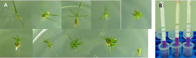 ATPG4 유전자를 도입한 형질전환 들잔디의 선발(A) 및 유전자 도입 확인(B, Trait LL Test Strip analysis)