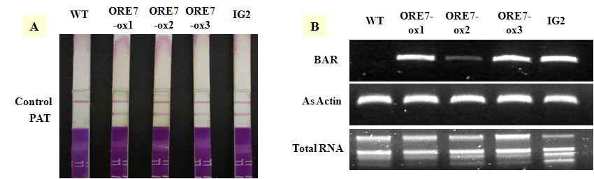 ORE7-형질전환 벤트그라스에서의 선발마커 유전자(bar 유전자)의 발현 확인