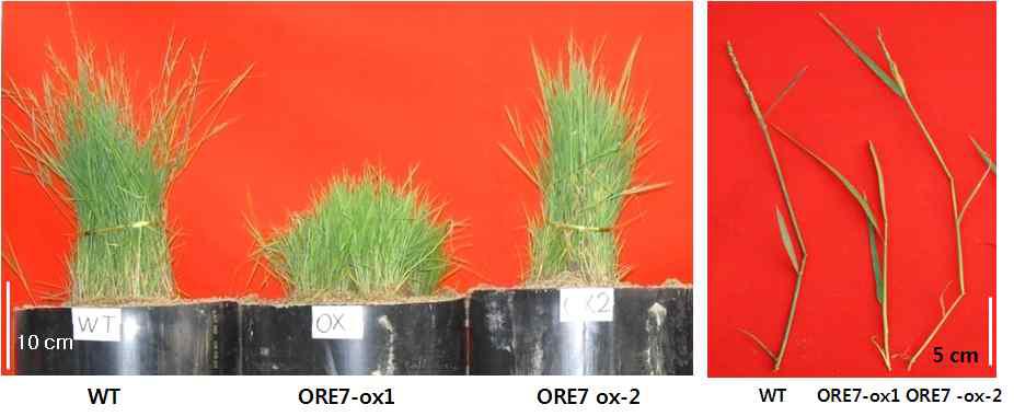 ORE7-형질전환 잔디와 야생형 잔디의 온실에서의 표현형 분석