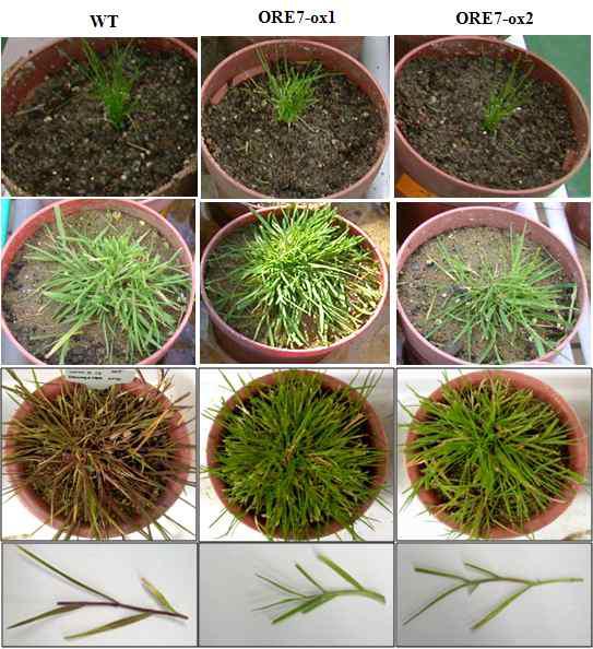ORE7 유전자가 도입된 형질전환 벤트그라스와 야생형 잔디의 온실에서의 노화지연 실험